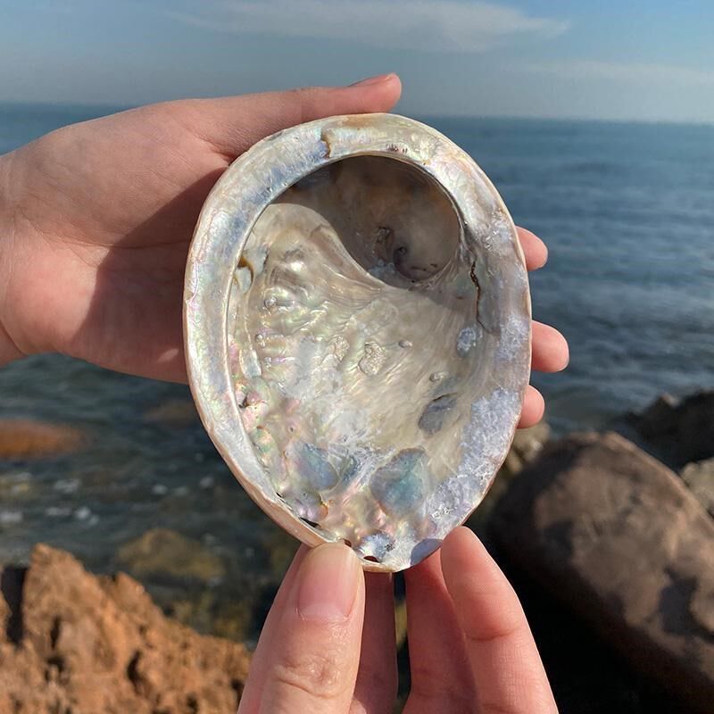 天然贝壳海c螺鲍鱼壳鱼缸造景水族箱装饰品拍摄道具地中海风格摆
