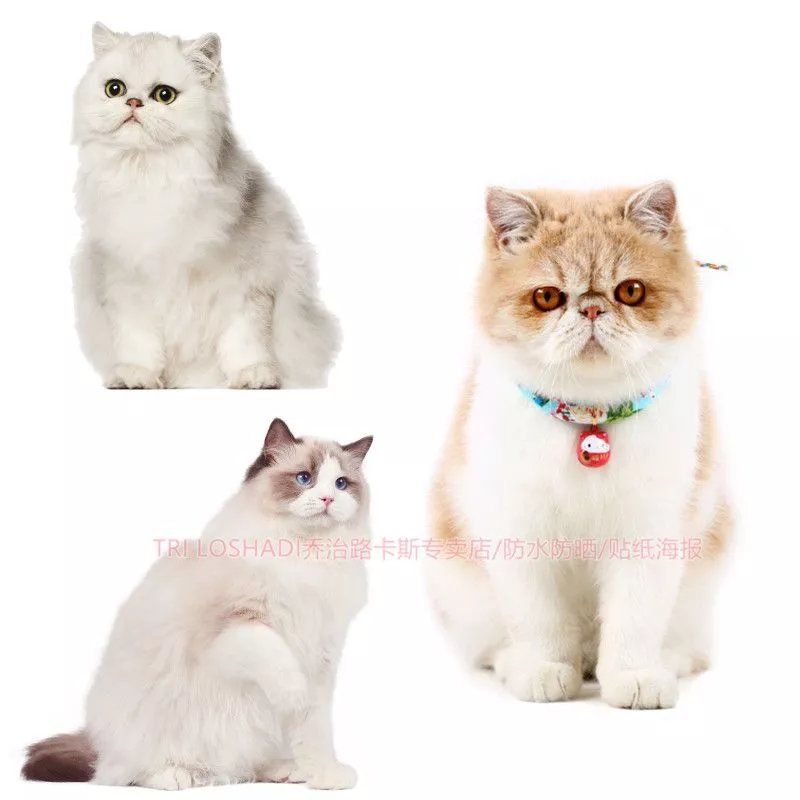 布偶猫贴纸画防水车贴高清可爱网红小猫冰箱贴卧室自粘高档墙贴