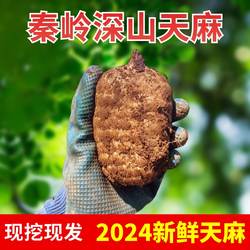 秦岭新鲜天麻煲汤炖肉佛坪宁强原产地非特级天麻炖煮现挖现发礼盒