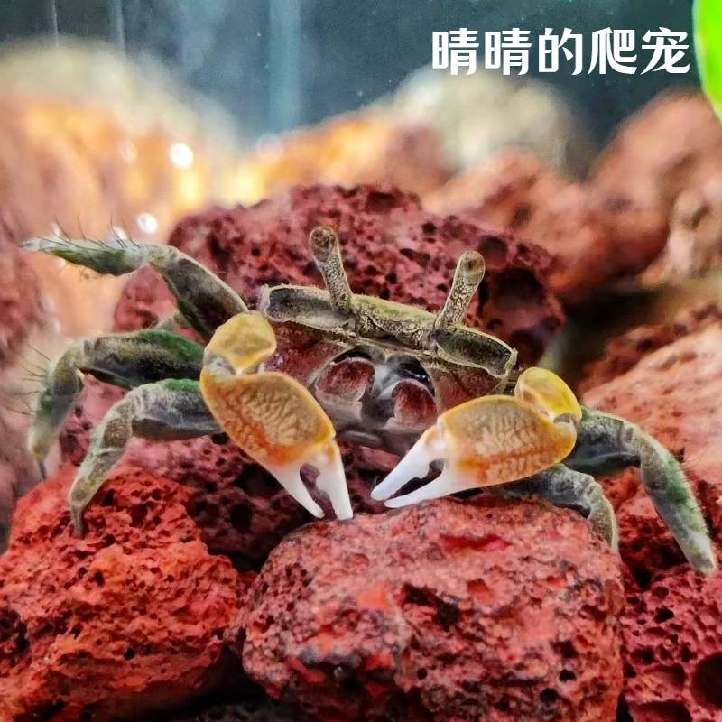辣椒蟹迷你宠物鱼缸观赏蟹淡水爬E宠辣椒蟹缸深水培除藻小螃蟹