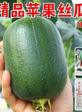 苹果丝瓜种子四季种子高产