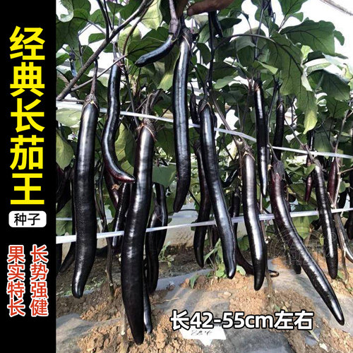 超长茄子种子四季种植高产