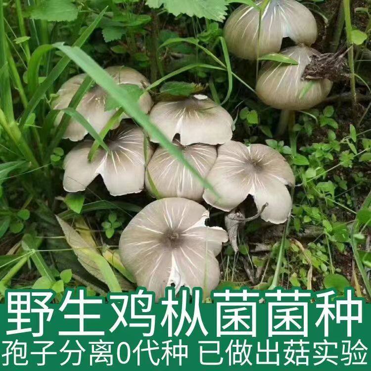 高产野生云南鸡枞菌新鲜菌种室内阳台四季种植家种人工食用菌包