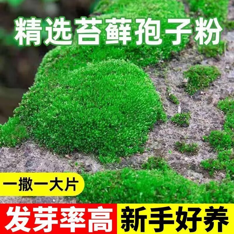 苔藓植物种子吸水石假山上水石盆景草四季鲜活青苔种籽苔藓孢子粉