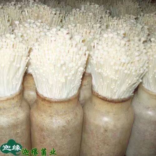 正宗金针菇菌种菌丝蘑菇种植包土培四季种植家庭阳台金针菇种植