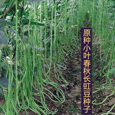 早熟高产原种小叶长豇豆种子