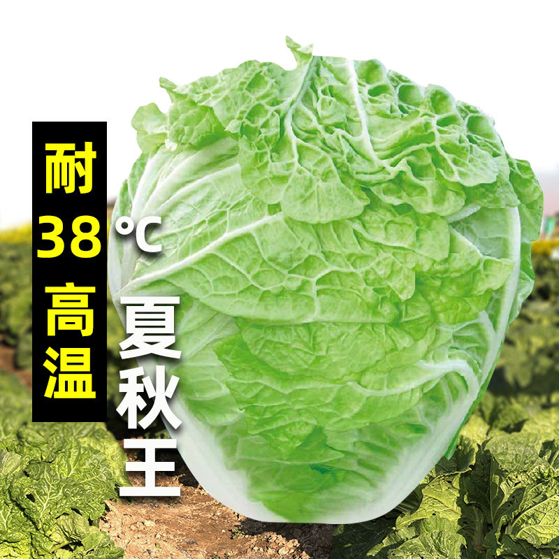夏秋王大白菜种子种籽孑子黄心耐热夏阳秋季高温山东胶州白莱大全