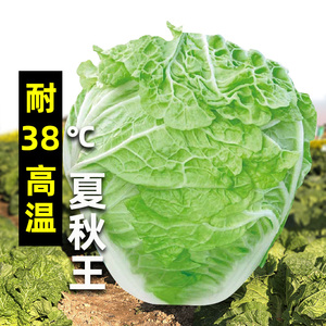 夏秋王大白菜种子种籽孑子黄心耐热夏阳秋季高温山东胶州白莱大全