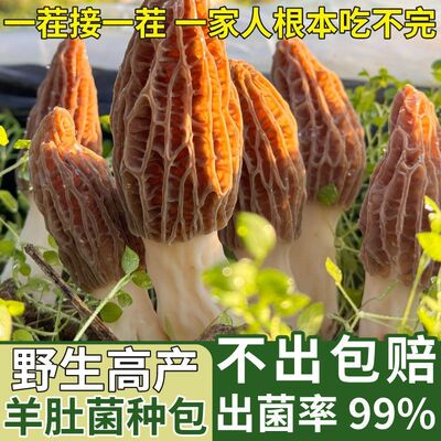 喷水就出菇不挑土壤四季种植