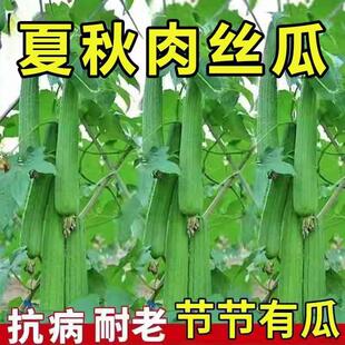 肉丝瓜种子四季易种阳台盆栽蔬菜种籽孑农家菜园春秋种籽种籽