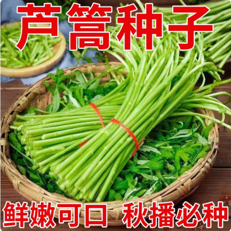芦蒿种子四季种,连续采摘