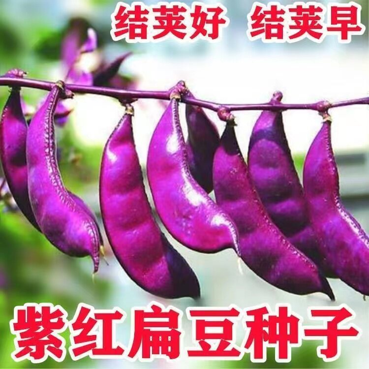 摘不败紫红眉豆种子 全红扁豆高产抗病家庭种植春秋绿色蔬菜