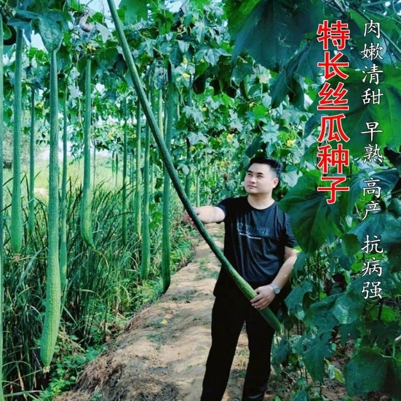 特长丝瓜种子四季种植高产