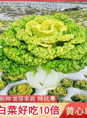 黄心乌塌菜种子淮南黄心乌塌菜