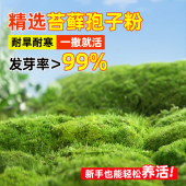 鲜活青苔种籽苔藓孢子粉 苔藓植物种子吸水石假山上水石盆景草四季