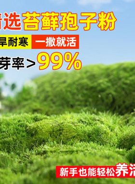 苔藓孢子粉四季种植野生