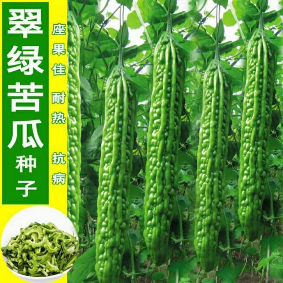 春季苦瓜种子长绿苦瓜油绿苦瓜种籽种易种蔬菜种子家庭阳台盆栽种