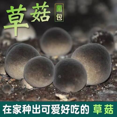 四季人工草菇菌种高产母种蘑菇菌种速产食用菌菌包阳台盆栽种植