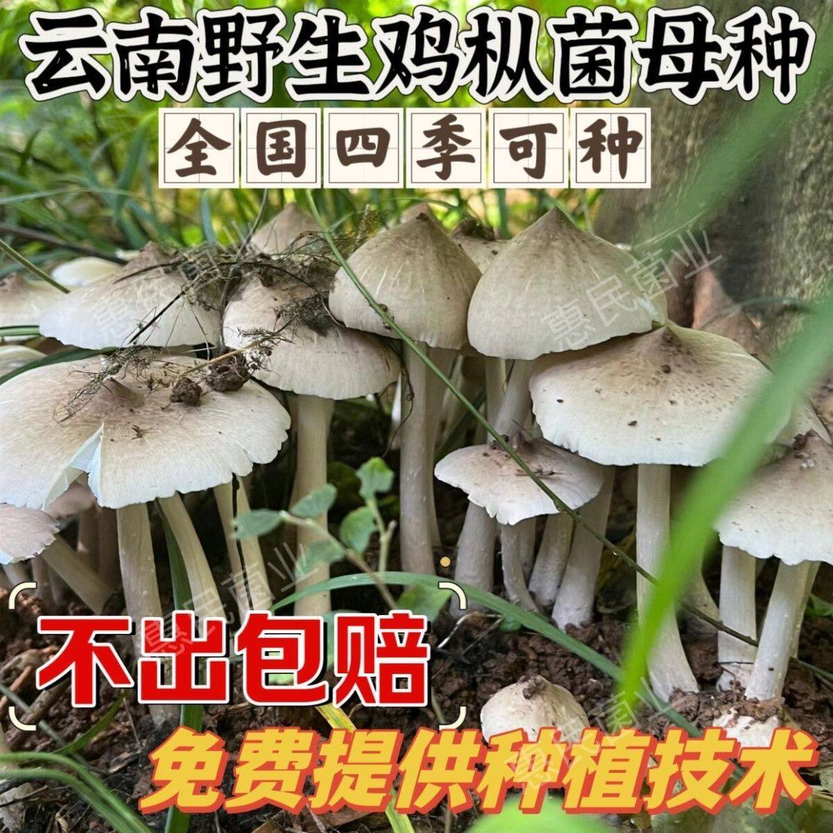 云南鸡油菌种高产食用菌鸡枞菌包蘑菇种植包室内阳台四季盆景盆栽