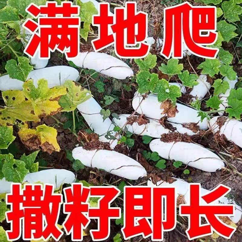 满地爬小冬瓜种子高产早熟毛节瓜节节瓜种籽四季庭院种植蔬菜种子