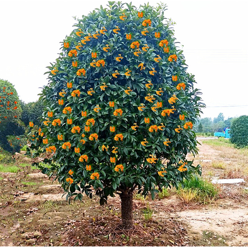 咸宁红花丹桂状元红朱砂桂血桂金桂桂花树苗大树庭院盆栽地栽绿植-封面