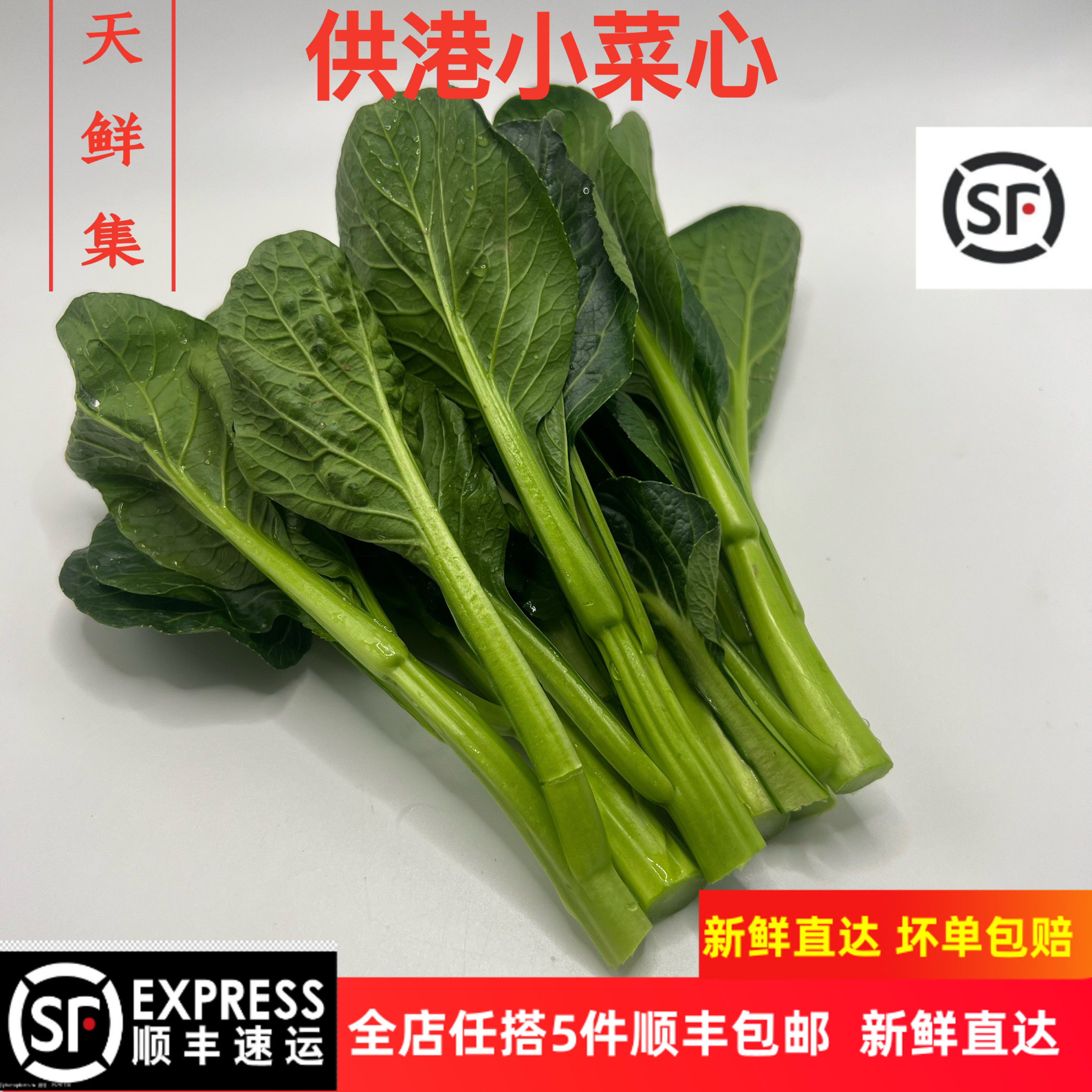 菜心新鲜蔬菜正宗宁夏菜心供港小青菜菜苔时令绿色