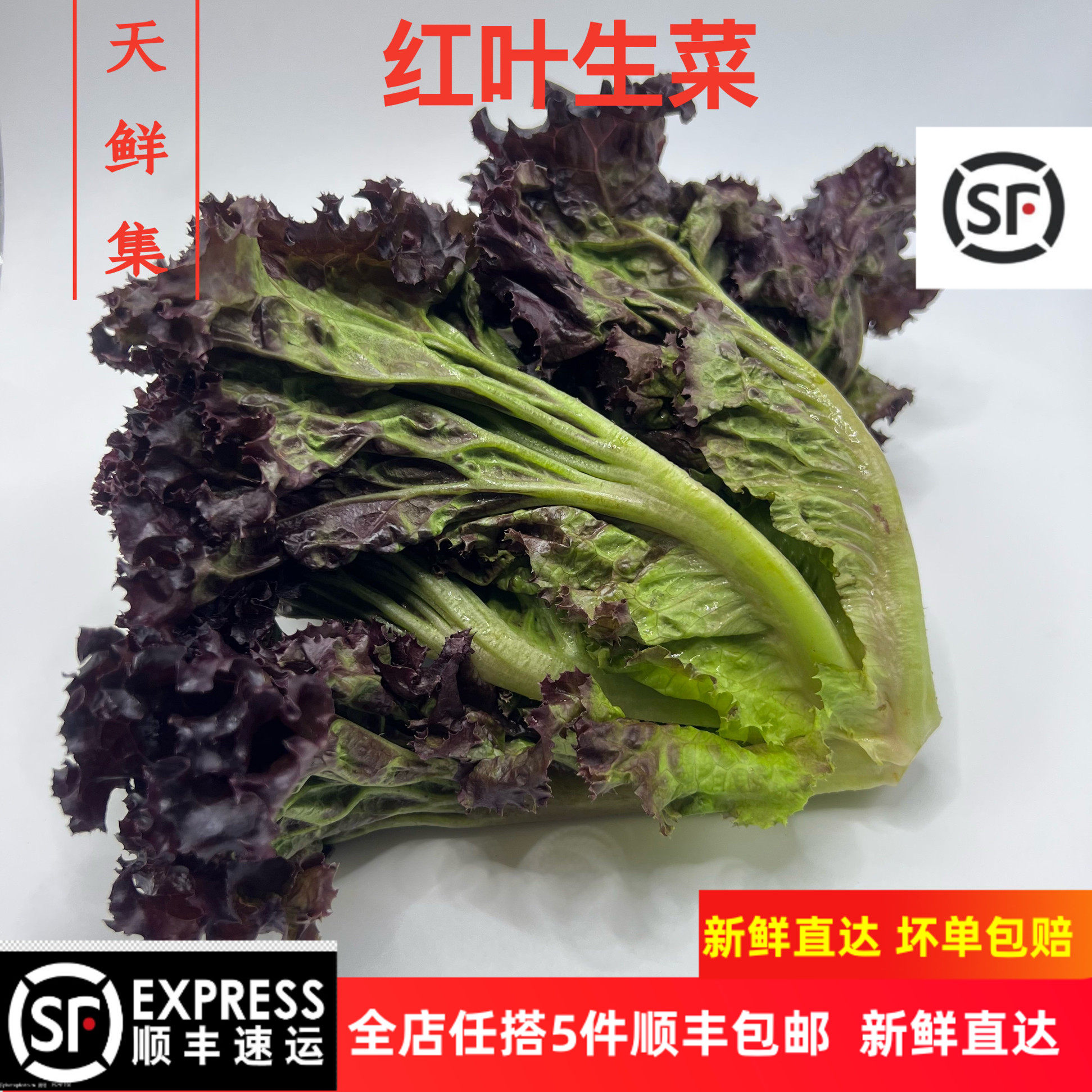 新鲜红叶生菜新鲜蔬菜罗莎红沙拉蔬菜食材沙拉清洗即食紫叶生菜