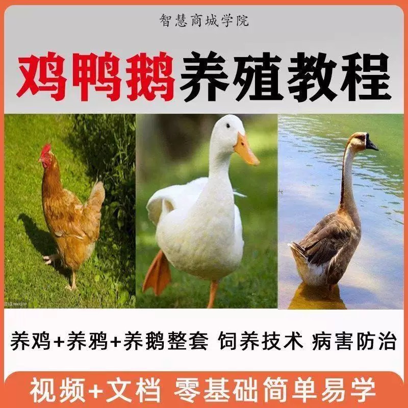 养鸡鸭鹅技术视频教程大全零基础入门到精通养鸡鸭鹅全套养殖教程