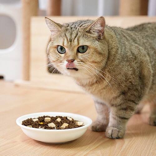 霍曼马卡龙色陶瓷碗Maca猫碗猫食盆适配Real智能喂食器猫咪狗通用