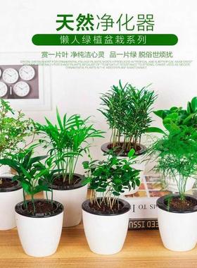 Green plant ornaments small potted plants real flowers