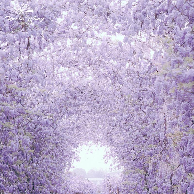 种花王大爷 紫藤普罗旺斯花苗爬藤植物多季开 庭院阳台廊架拱门