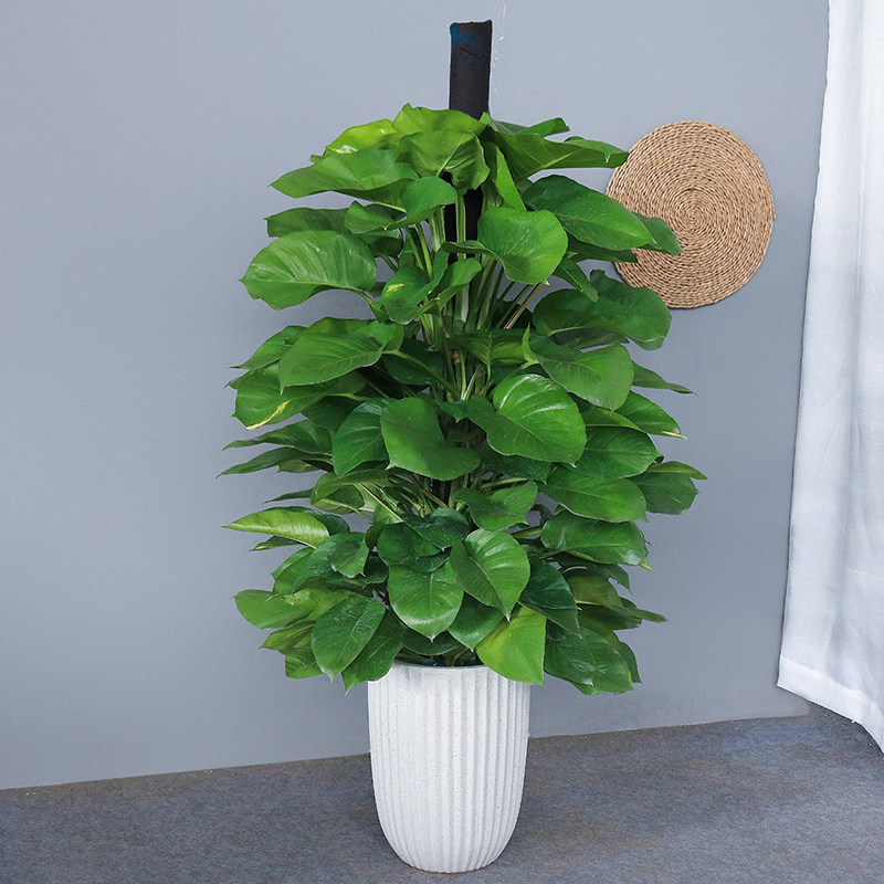 大绿萝盆栽 吸收甲醛办公室走廊客厅常绿观叶植物广佛满购包邮哦,个性定制/设计服务/DIY,明信片定制,淘宝优惠券,粉丝福利购,淘宝优惠卷