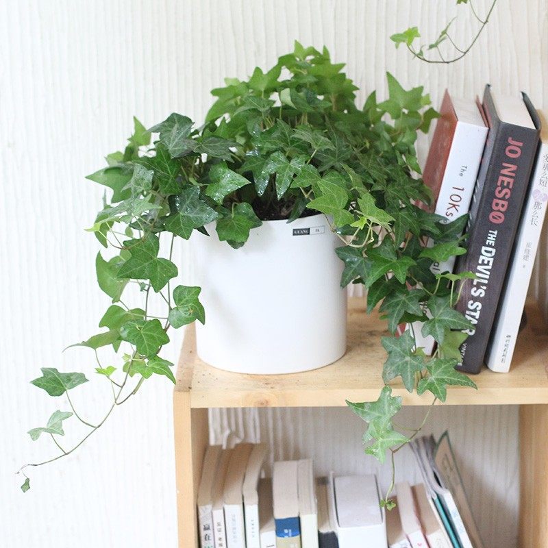 常青藤植物盆栽 爬地虎 垂吊攀援植物 吊兰绿萝 净化空气吸收甲醛,个性定制/设计服务/DIY,明信片定制,淘宝优惠券,粉丝福利购,淘宝优惠卷