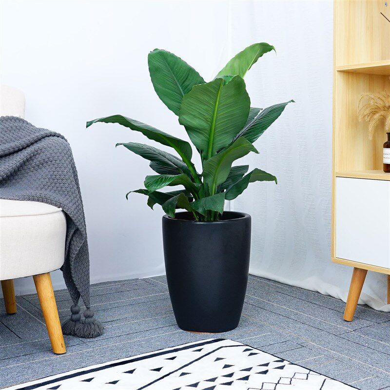 绿巨人阔叶一帆风顺盆栽盆栽喜阴室内客厅办公室吸甲醛净化空气