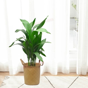 绿植一叶兰室内盆栽大型客厅阳台好养植物吸甲醛净化空气花卉盆景