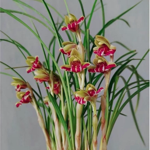 浓香型办公室花苞开花兰花云南带