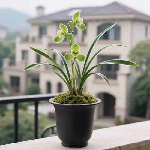 浓香型当年开花培土金边兰花建兰