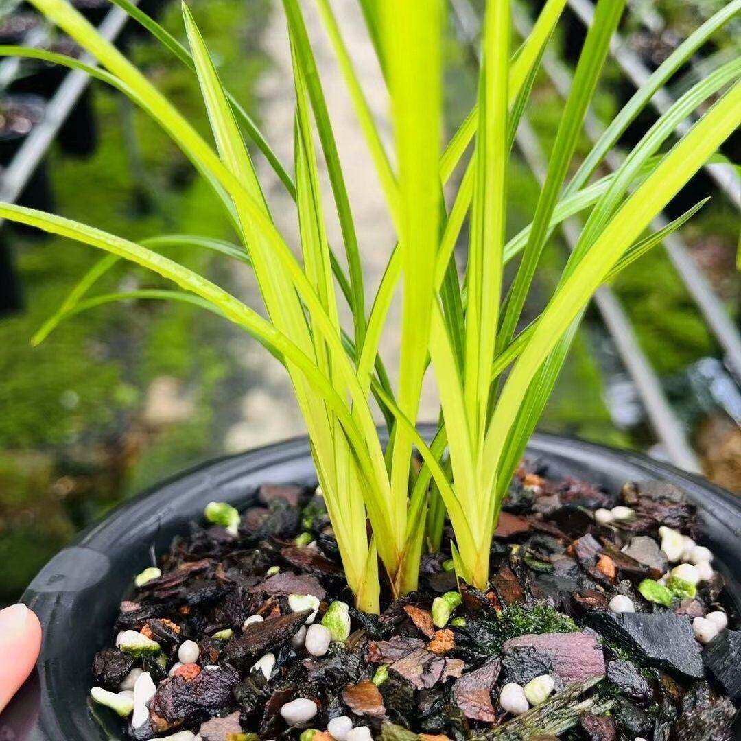 兰花苗蕙兰新品【皇太极】黄草名贵室内盆栽花卉绿植开花浓香型