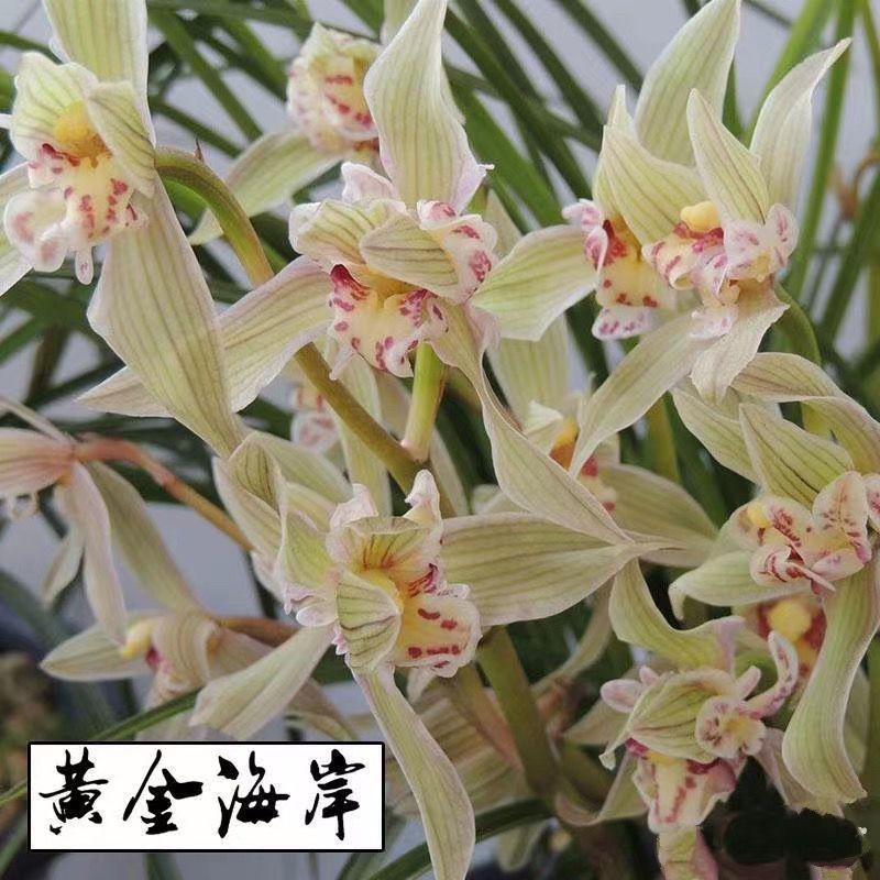 带花苞兰花大全【黄金海岸】绿植盆栽花卉大全开花浓香型适客厅