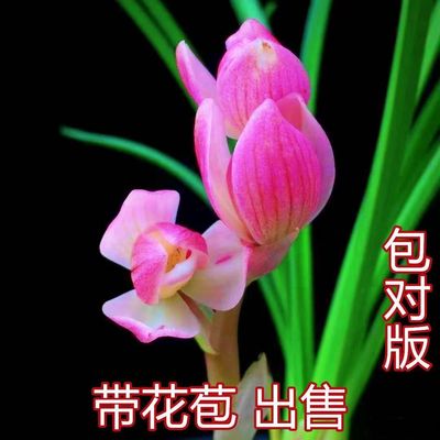 带花苞包邮云南老种兰花苗铭品【粉荷】浓香型绿植花卉大全盆栽