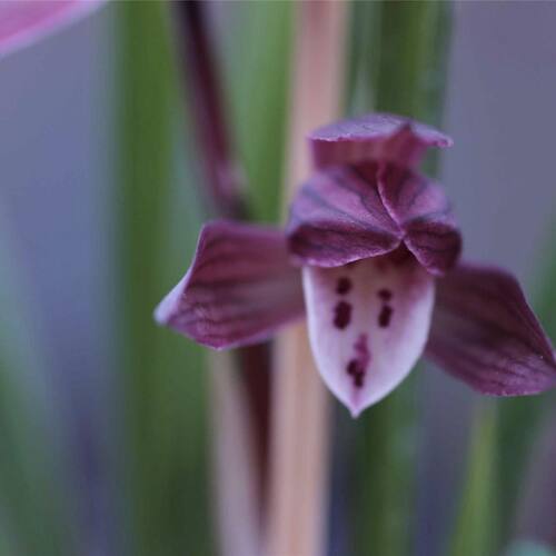 进化云南品种红玉兰花高档基地艺