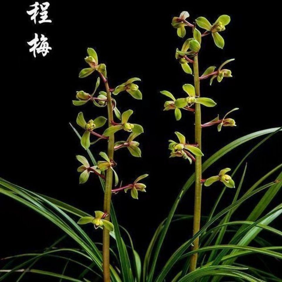 蕙兰老八种赤惠之王绿植花卉