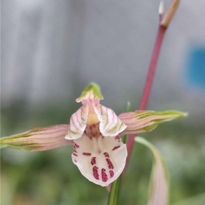 寒兰艺草兰花苗【物华天宝】花艺双全客厅室内外盆栽植物花卉好养