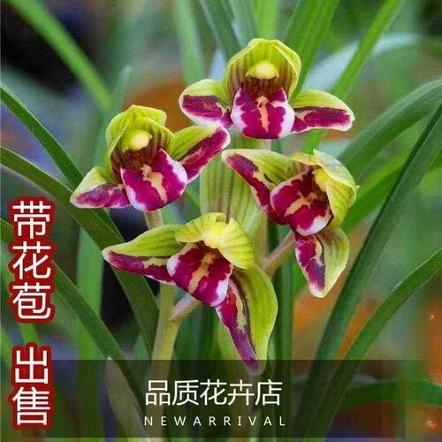 花苞开花浓香春兰正格内外花卉带