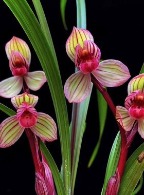 即将上花新品网红色花【醉红妆】浓香型绿植物花卉大全室内外盆栽