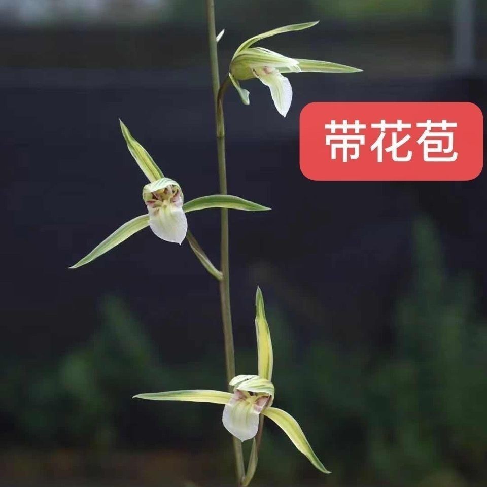 带花苞浓香型客厅高档细叶寒兰【黄金素】兰花苗室内室外花卉大全