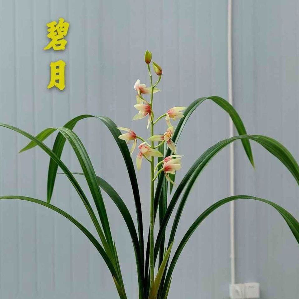 兰花苗荷瓣彩素色花秋榜墨兰胭脂红【碧月】室内外四季开花花卉