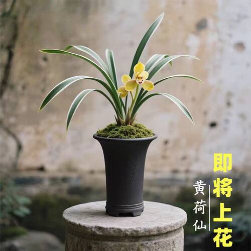 当年开花新品金边花苗室内客厅矮