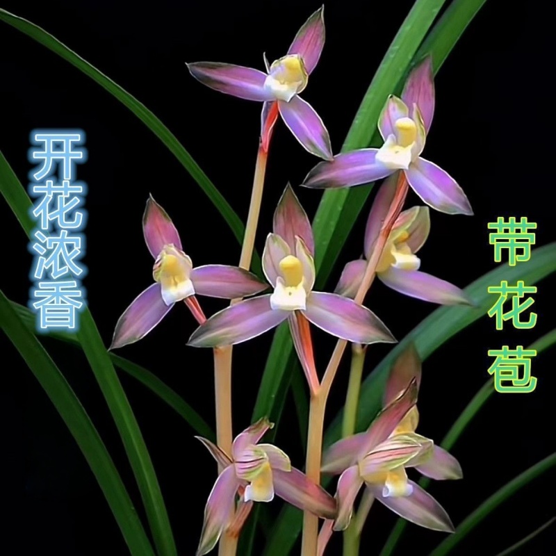 兰花带花苞新品花卉绿植