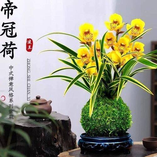 浓香型当年开花水培金边兰花建兰